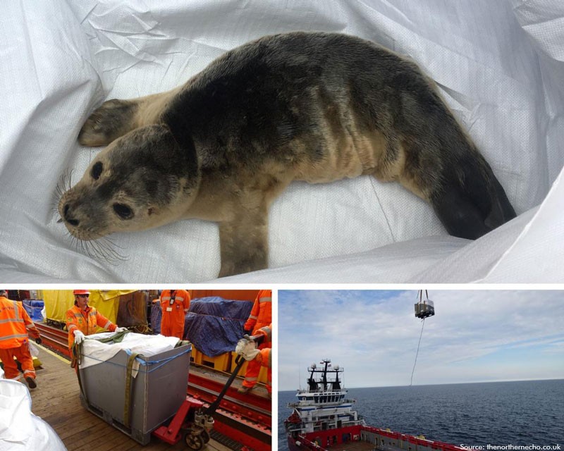 Baby seal 'Tolly' rescued after his Hartlepool barge adventure